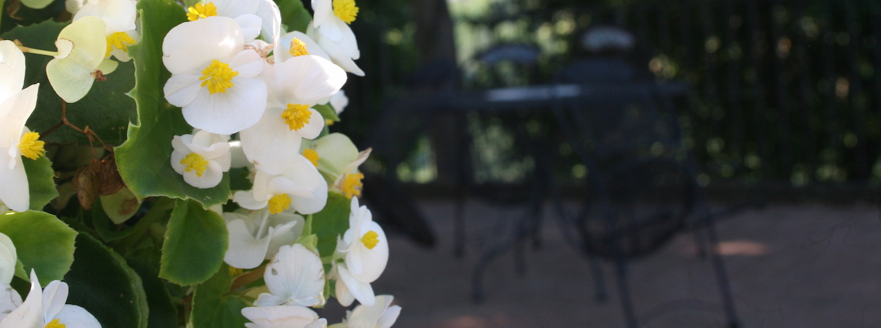fiori bianchi